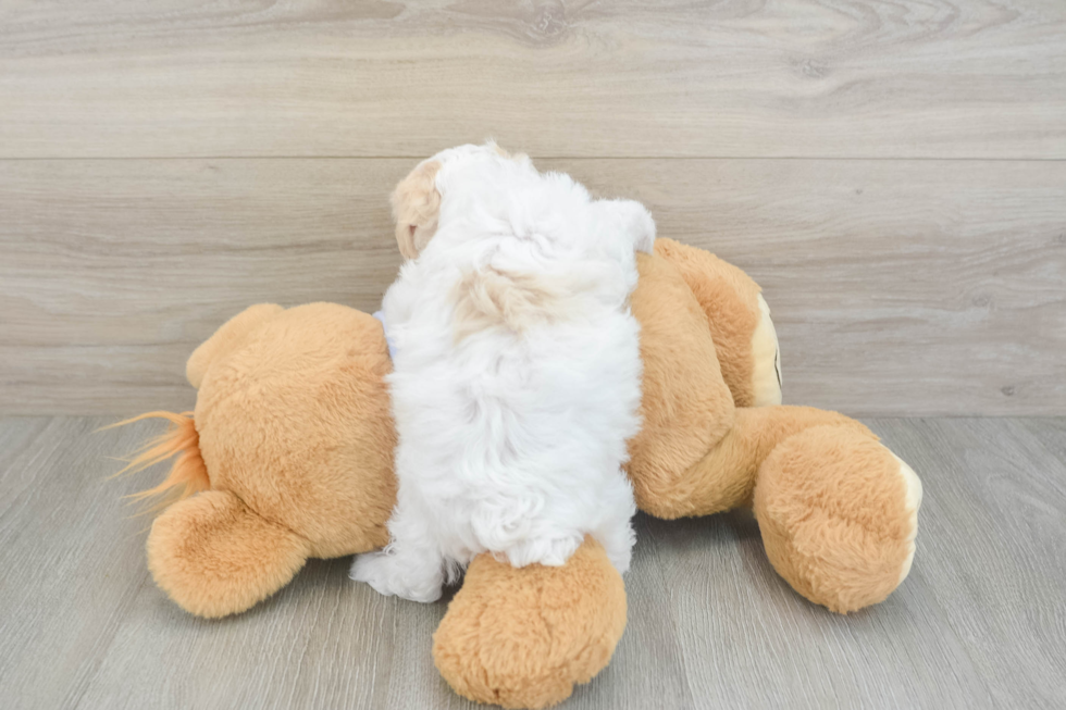 Popular Maltipoo Poodle Mix Pup