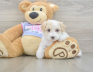 8 week old Maltipoo Puppy For Sale - Lone Star Pups