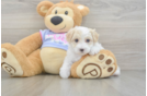 Maltipoo Puppy for Adoption