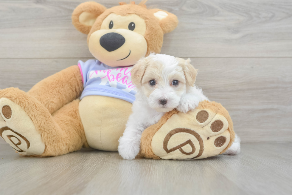 Maltipoo Puppy for Adoption