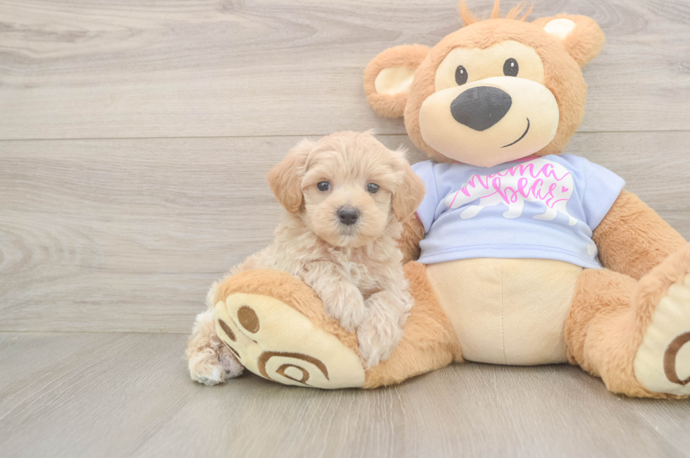6 week old Maltipoo Puppy For Sale - Lone Star Pups