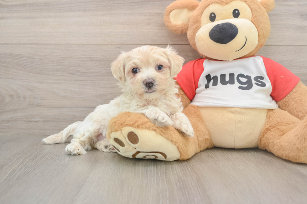 Cute Maltipoo Baby
