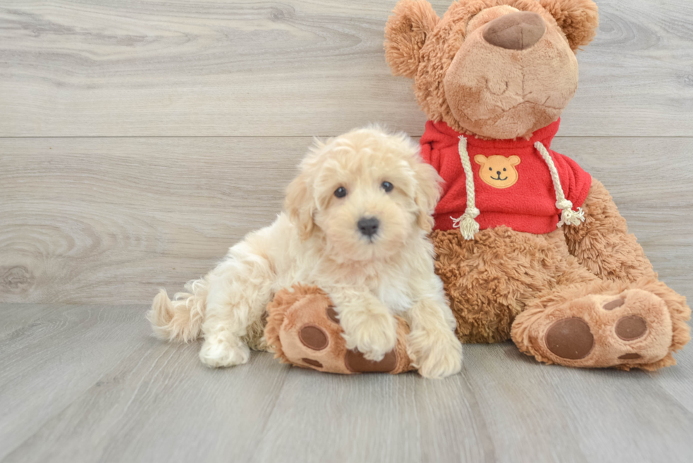 Best Maltipoo Baby