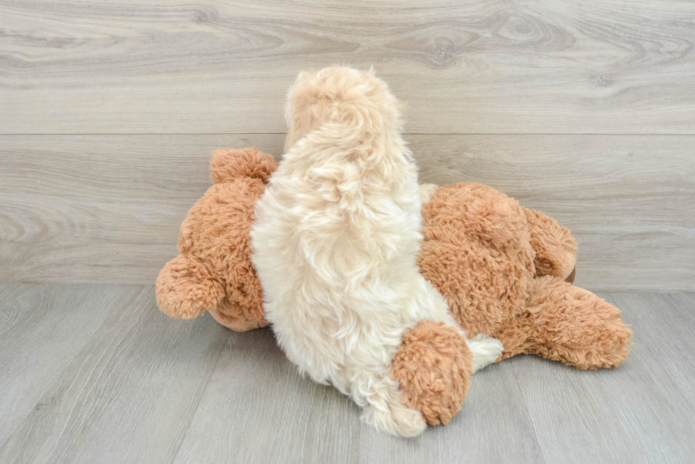 Hypoallergenic Malt Oodle Poodle Mix Puppy