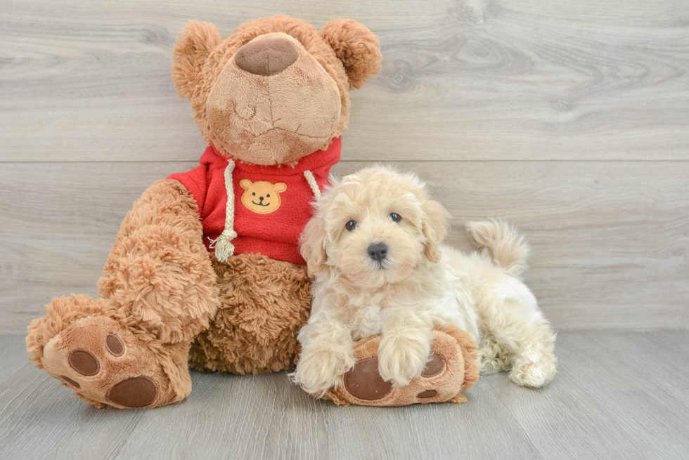 Playful Maltidoodle Poodle Mix Puppy