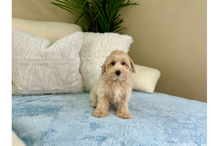 Maltipoo Puppy for Adoption