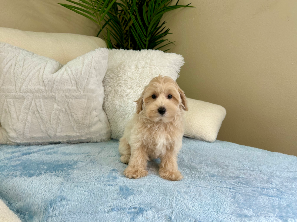 Maltipoo Puppy for Adoption