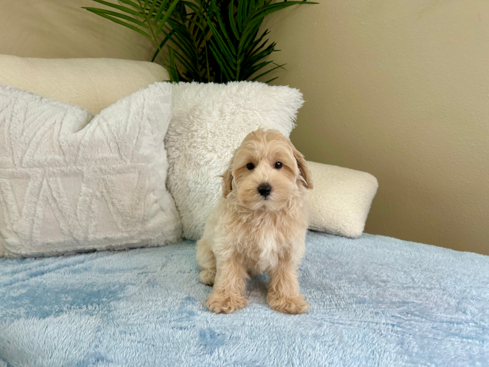Maltipoo Pup Being Cute