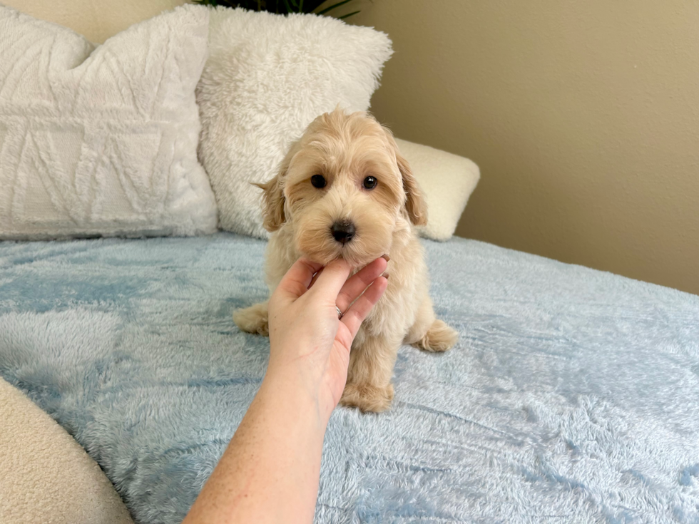 Cute Malt a Poo Poodle Mix Puppy