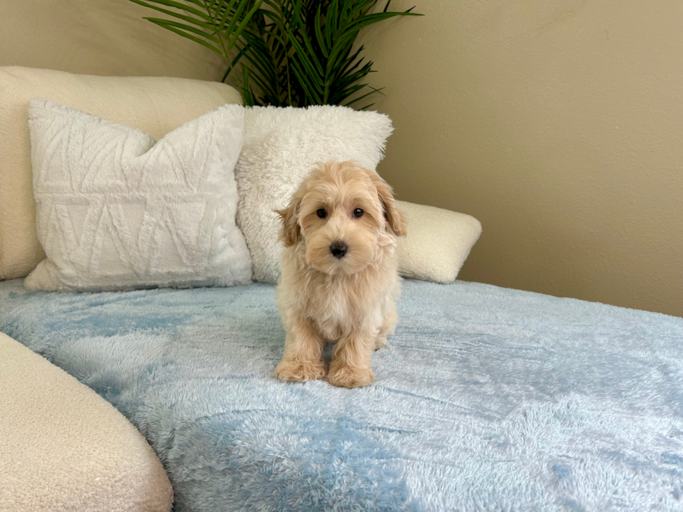 Best Maltipoo Baby