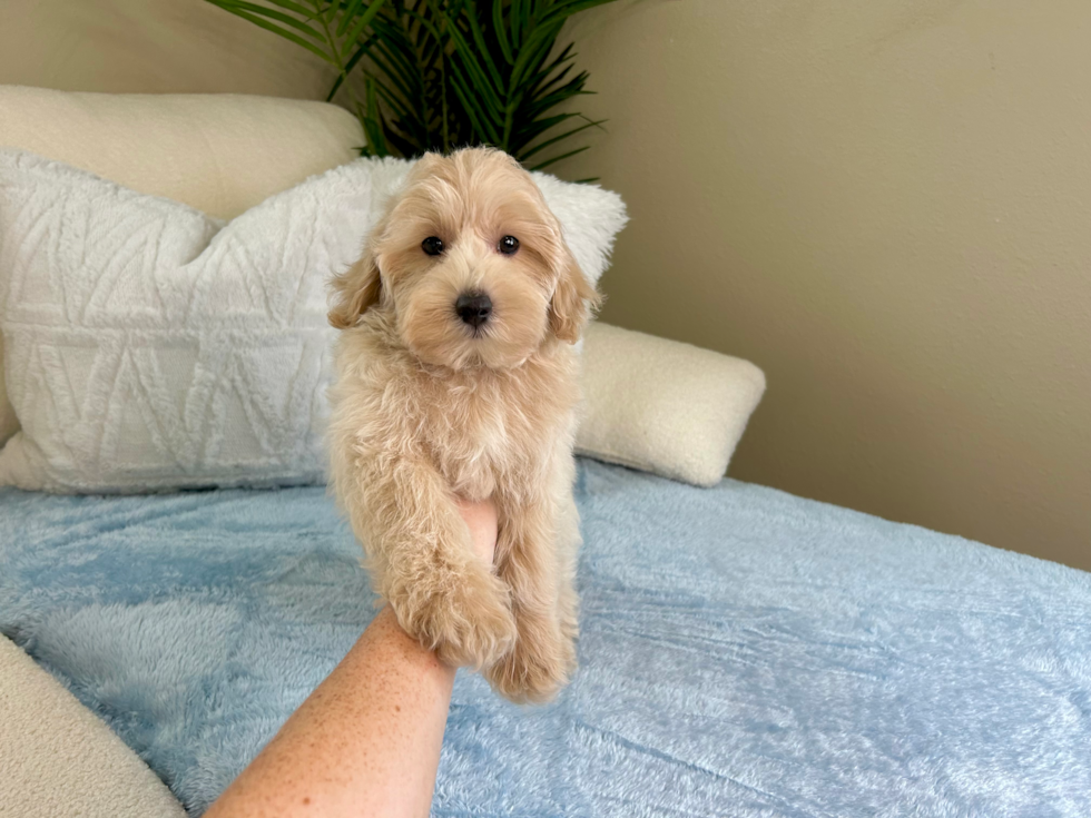 Best Maltipoo Baby