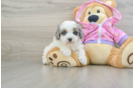 Happy Maltipoo Baby