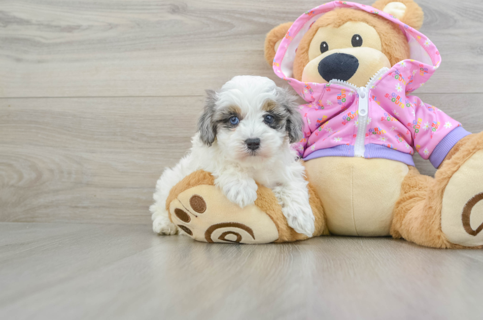 5 week old Maltipoo Puppy For Sale - Lone Star Pups