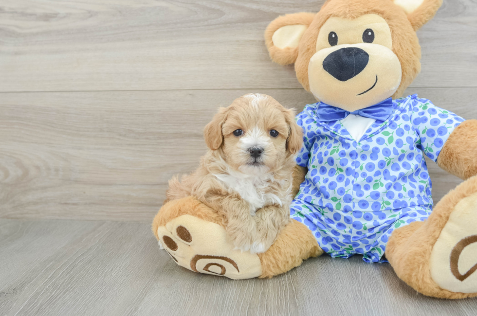 6 week old Maltipoo Puppy For Sale - Lone Star Pups