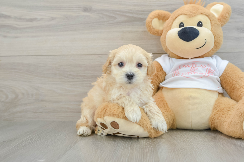 7 week old Maltipoo Puppy For Sale - Lone Star Pups