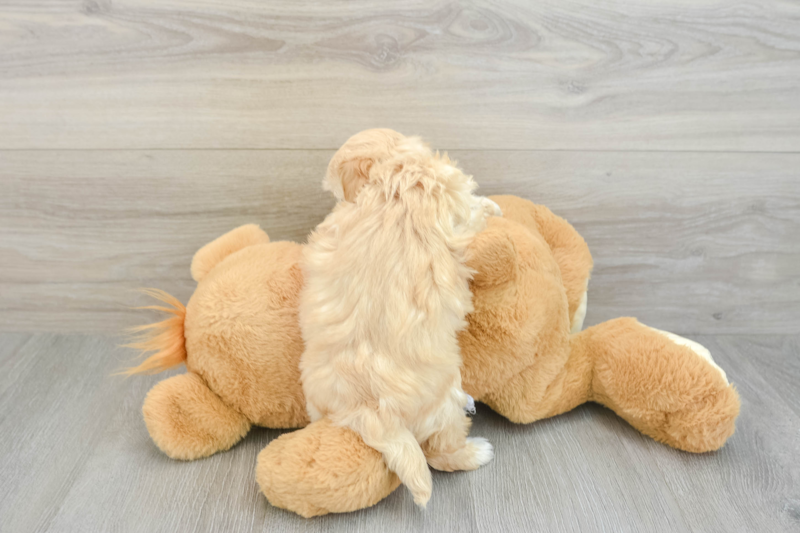 Meet Richie - our Maltipoo Puppy Photo 2/3 - Lone Star Pups