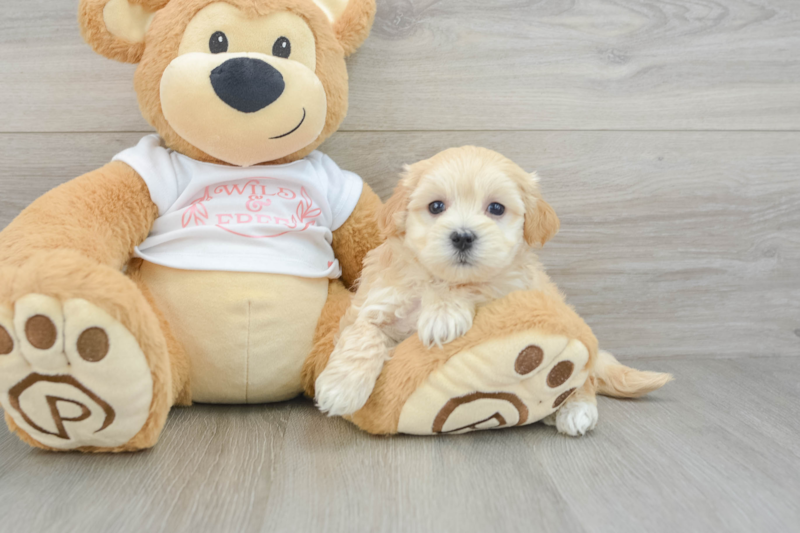 Meet Richie - our Maltipoo Puppy Photo 3/3 - Lone Star Pups
