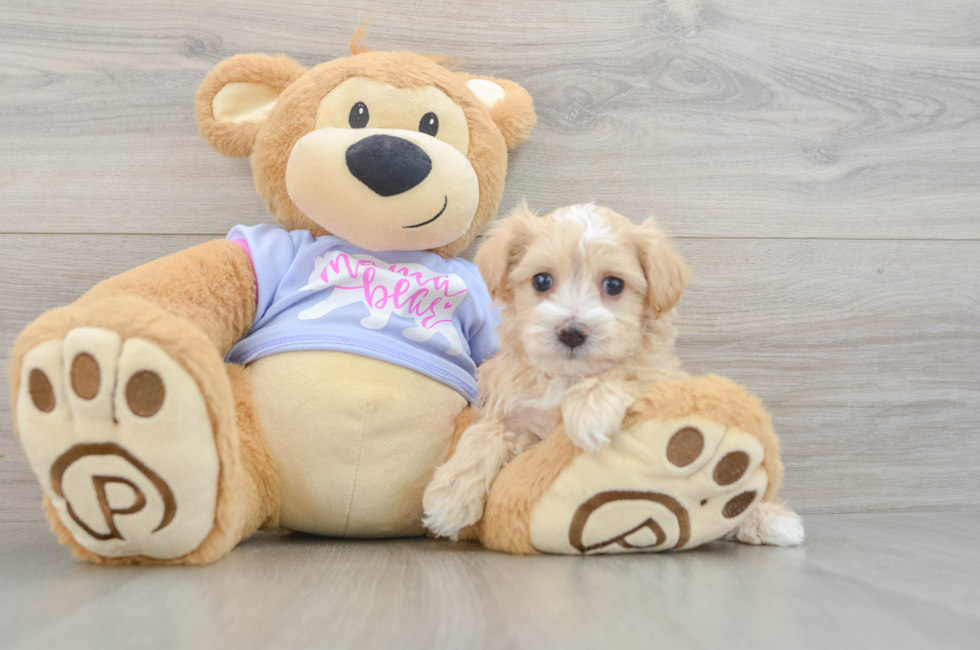 6 week old Maltipoo Puppy For Sale - Lone Star Pups