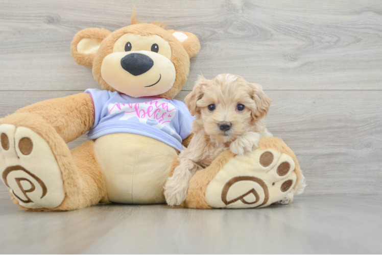 Best Maltipoo Baby