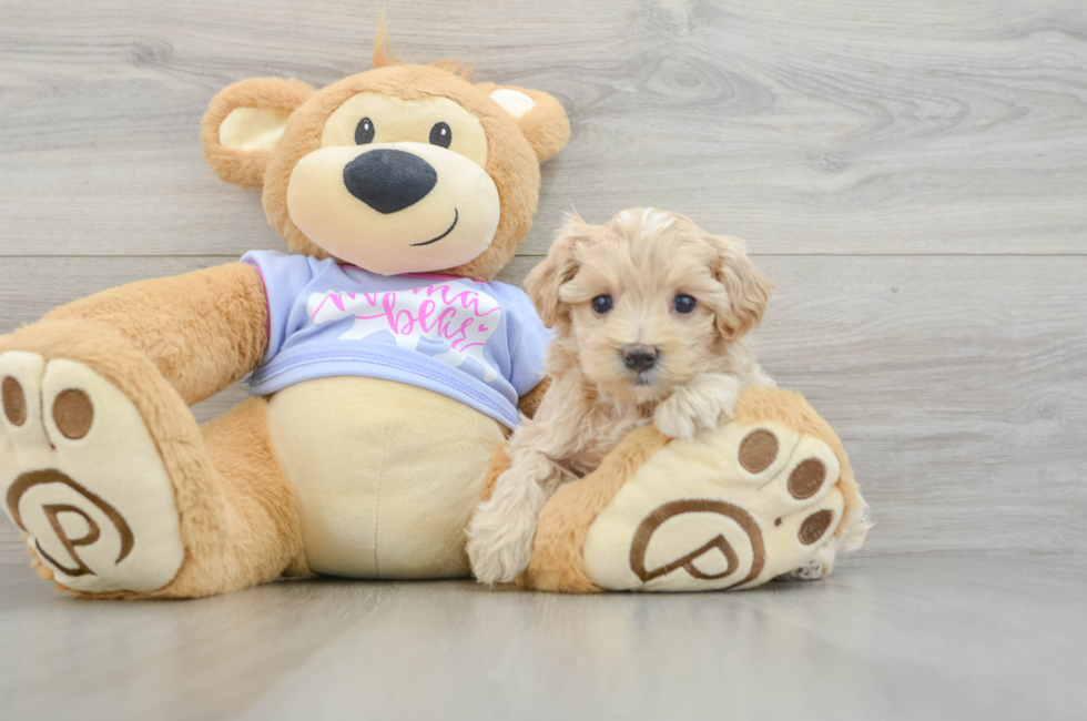 5 week old Maltipoo Puppy For Sale - Lone Star Pups