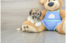 Maltipoo Puppy for Adoption