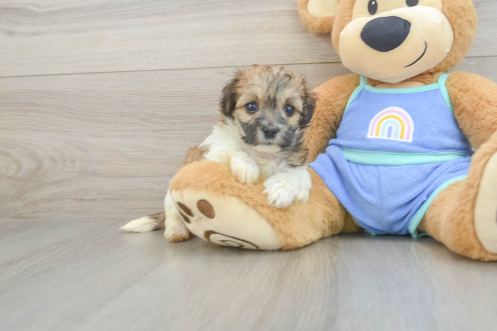 Maltipoo Puppy for Adoption