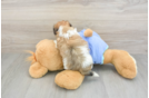 Popular Maltipoo Poodle Mix Pup