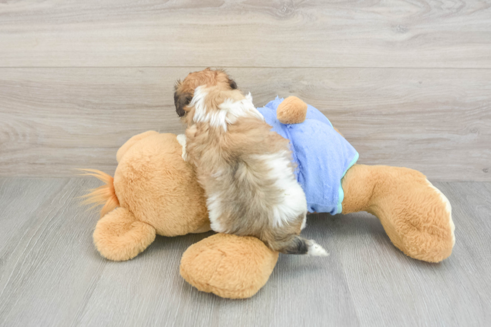 Popular Maltipoo Poodle Mix Pup