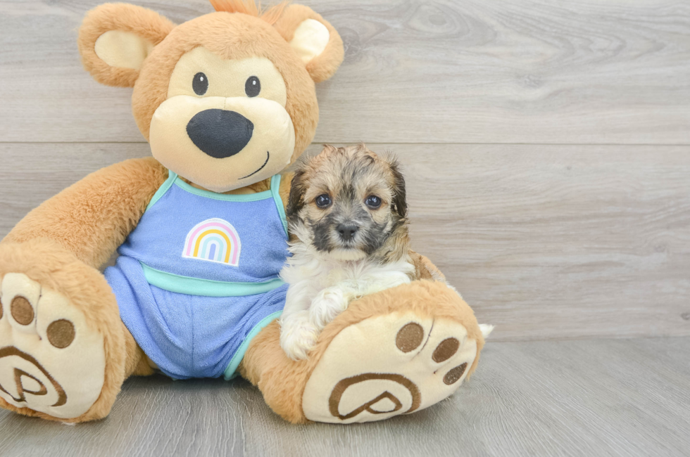 5 week old Maltipoo Puppy For Sale - Lone Star Pups