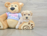 8 week old Maltipoo Puppy For Sale - Lone Star Pups