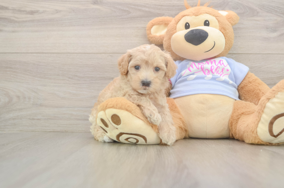 6 week old Maltipoo Puppy For Sale - Lone Star Pups