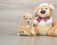 7 week old Maltipoo Puppy For Sale - Lone Star Pups