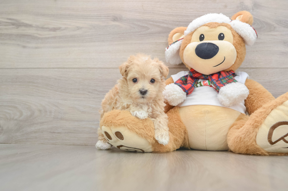 5 week old Maltipoo Puppy For Sale - Lone Star Pups