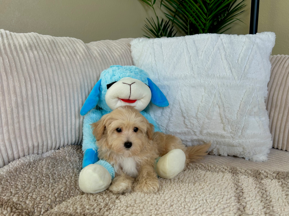 Best Maltipoo Baby