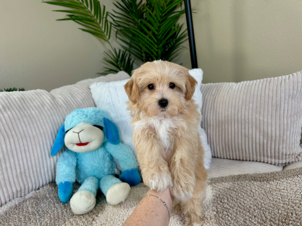 Cute Maltipoo Poodle Mix Pup