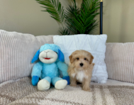 9 week old Maltipoo Puppy For Sale - Lone Star Pups