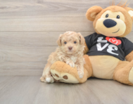 7 week old Maltipoo Puppy For Sale - Lone Star Pups