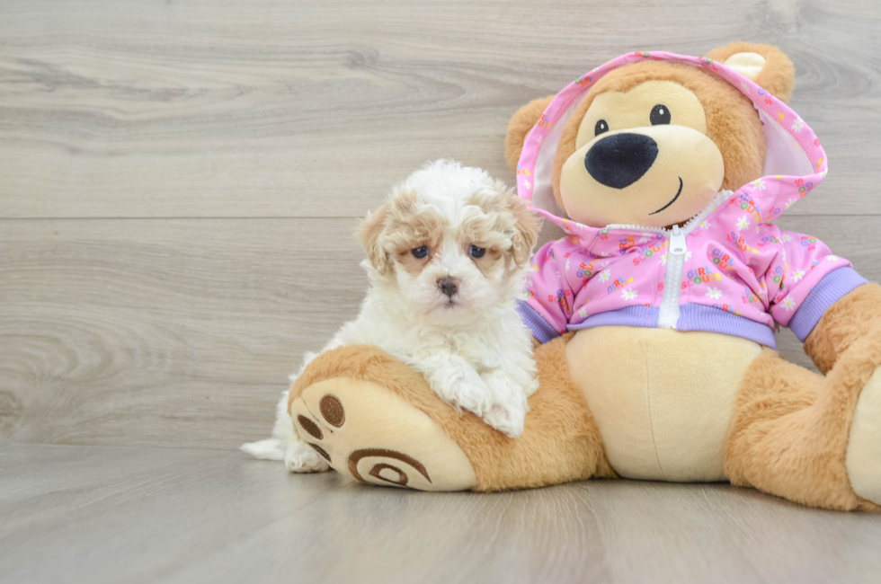 6 week old Maltipoo Puppy For Sale - Lone Star Pups