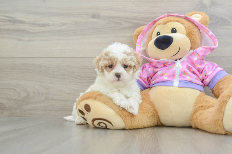 Meet Rick - our Maltipoo Puppy Photo 1/3 - Lone Star Pups