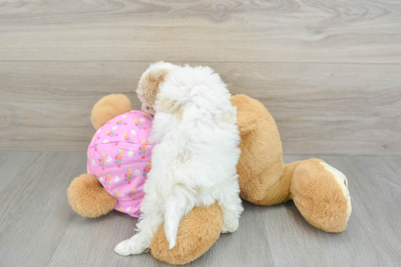 Meet Rick - our Maltipoo Puppy Photo 2/3 - Lone Star Pups