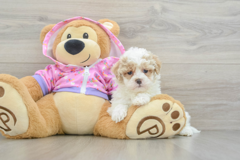 Meet Rick - our Maltipoo Puppy Photo 3/3 - Lone Star Pups