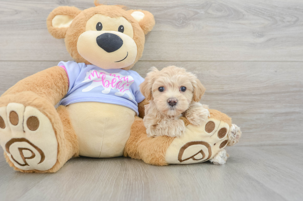 6 week old Maltipoo Puppy For Sale - Lone Star Pups