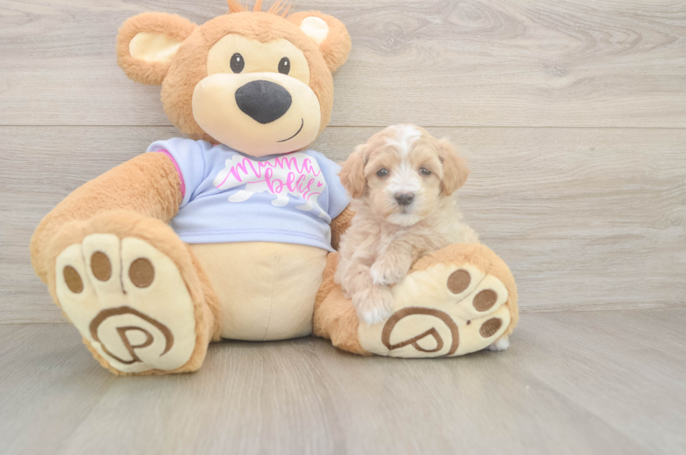 6 week old Maltipoo Puppy For Sale - Lone Star Pups