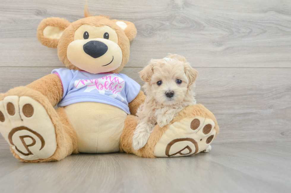 5 week old Maltipoo Puppy For Sale - Lone Star Pups