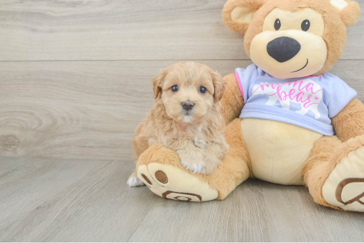 Maltipoo Pup Being Cute
