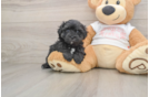 Maltipoo Pup Being Cute