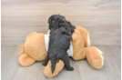 Petite Maltipoo Poodle Mix Pup