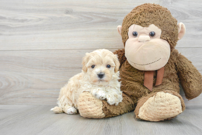 Meet Robin - our Maltipoo Puppy Photo 1/3 - Lone Star Pups