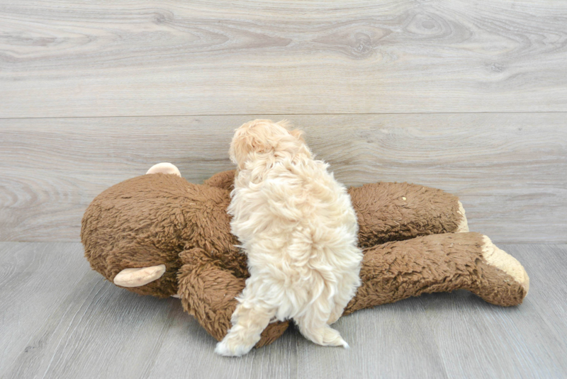 Meet Robin - our Maltipoo Puppy Photo 2/3 - Lone Star Pups