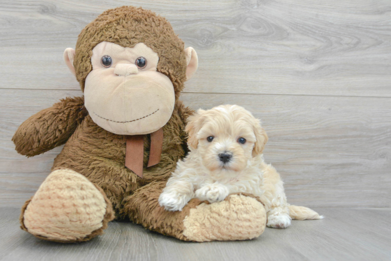 Meet Robin - our Maltipoo Puppy Photo 3/3 - Lone Star Pups